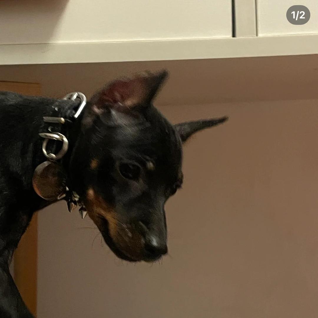 T-Rex
