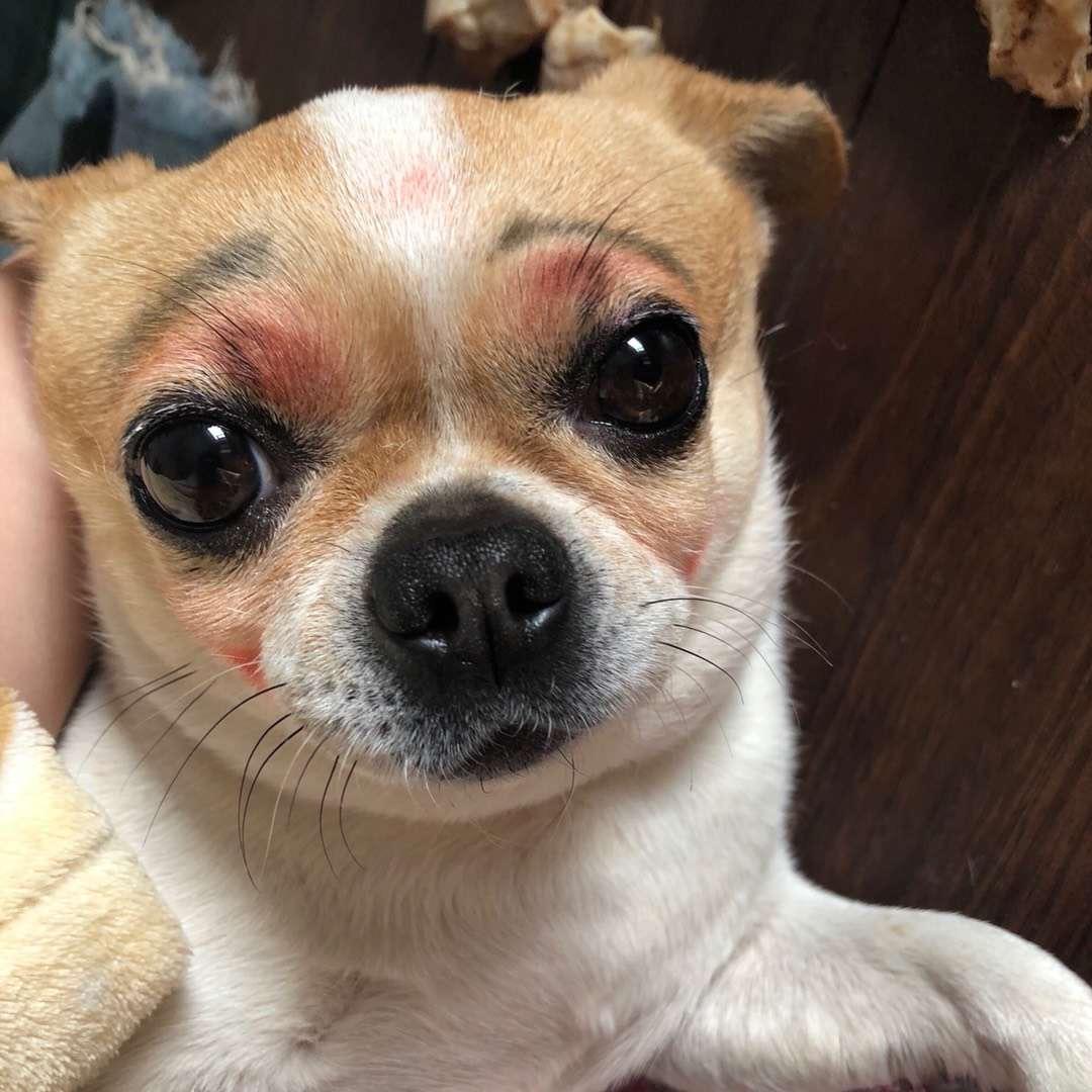 吉娃娃不急
