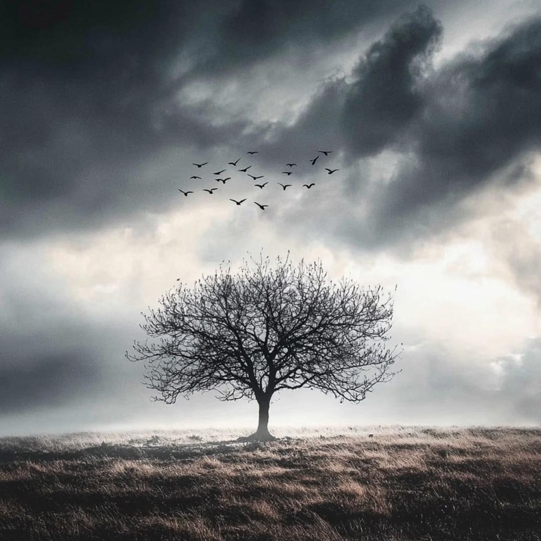 清灰夜酌