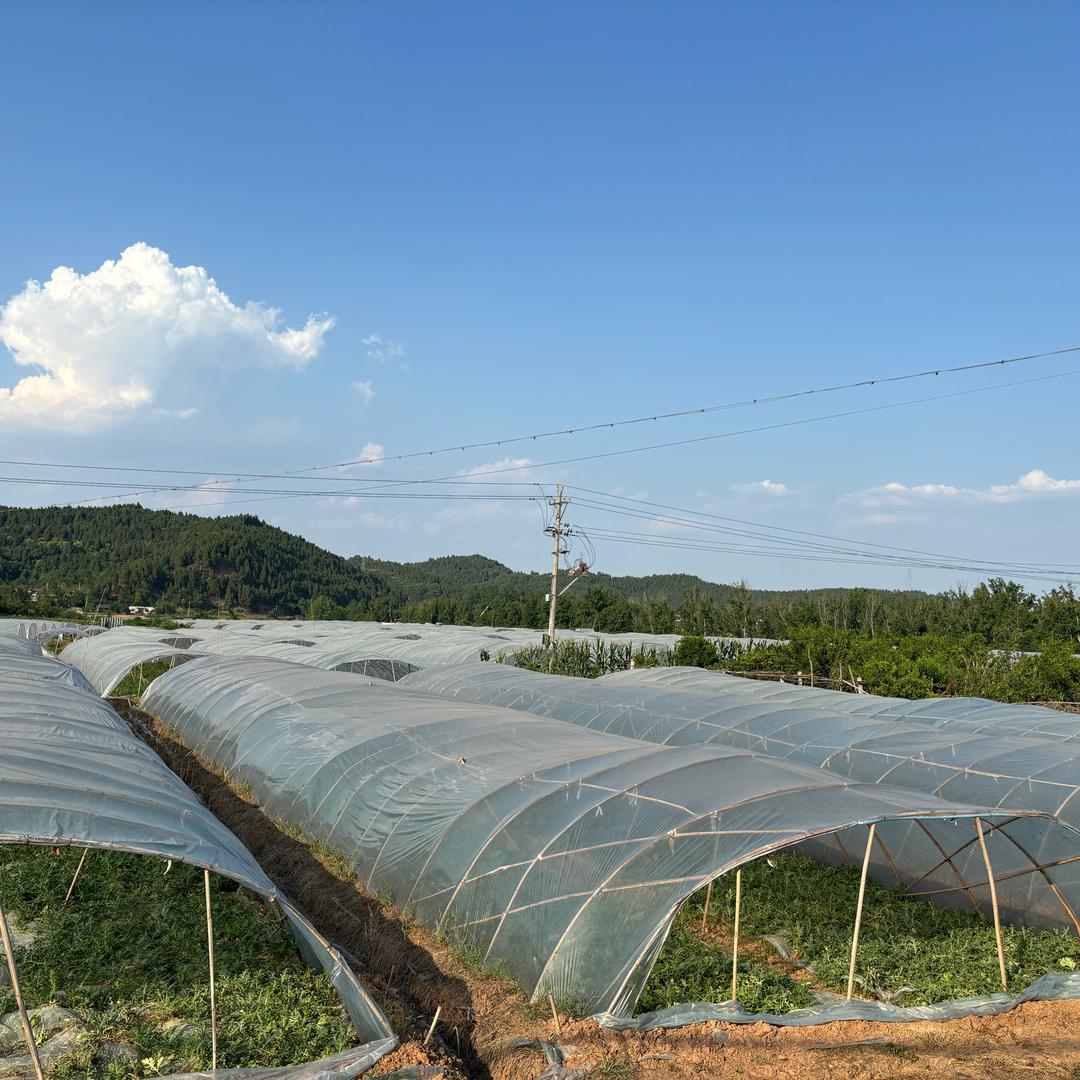 大棚西瓜种植—小李