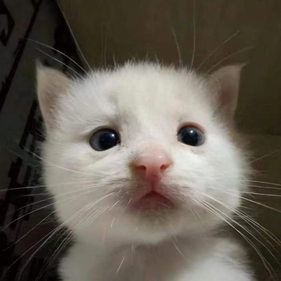 .：