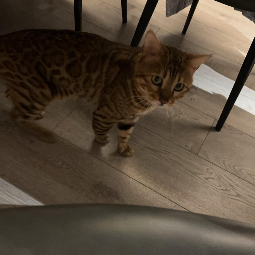 比奇堡的虾和蟹