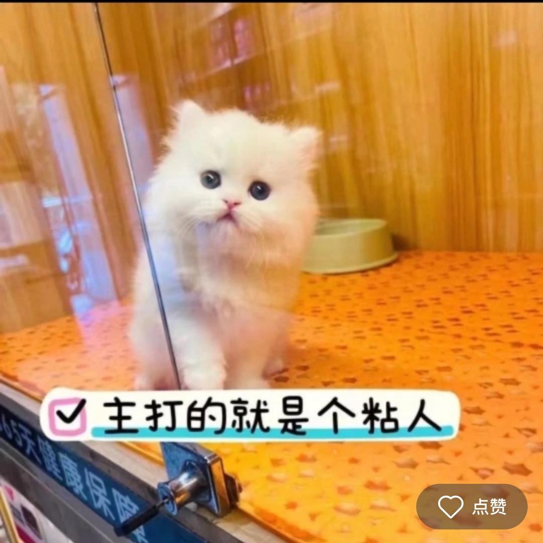 🐱瞳晶猫屋（猫咖式眼镜店）