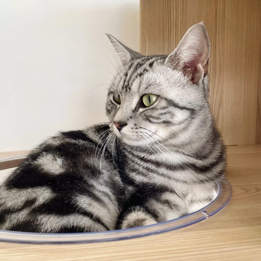 加肥猫部落