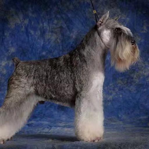 长睫毛迷你雪纳瑞犬舍cku认证