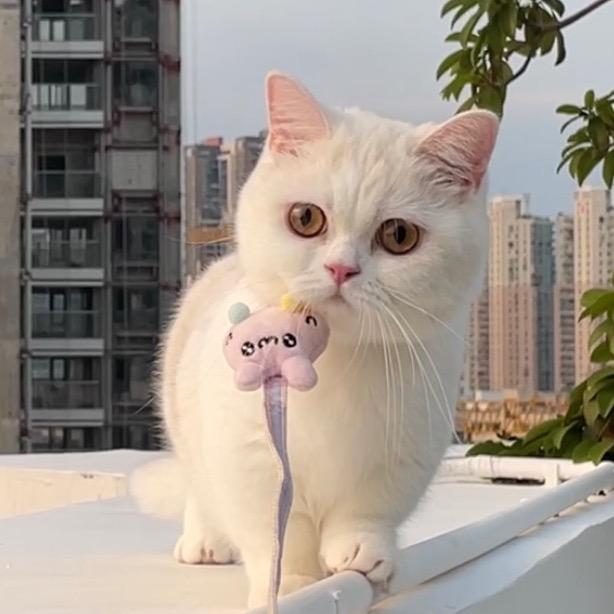 小猪咪