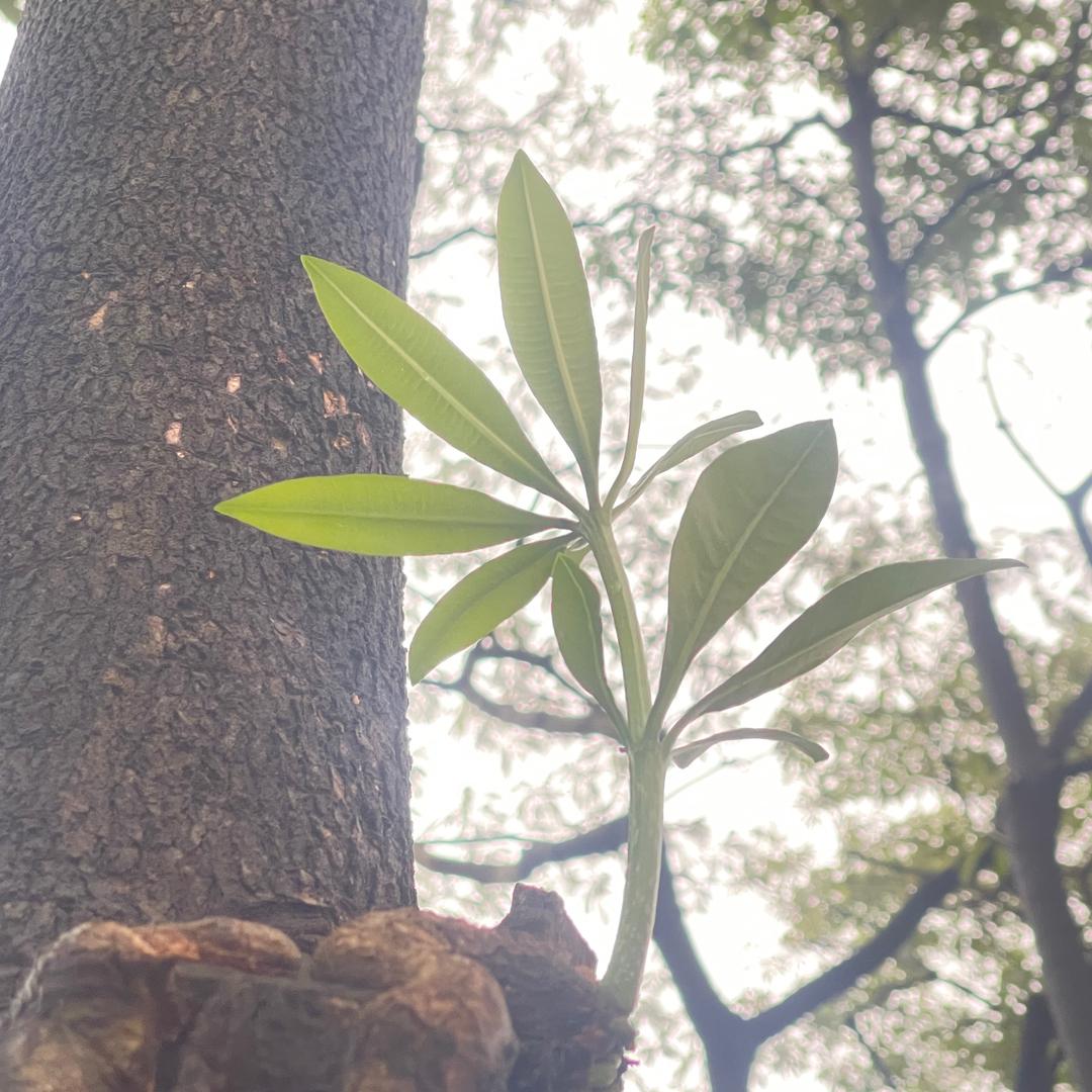 ᨳᤢᤣ゛落墨生花ᨳᤢᤣ゛