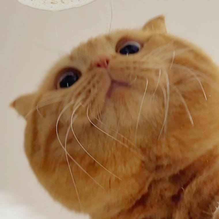 两口吃一头小猪