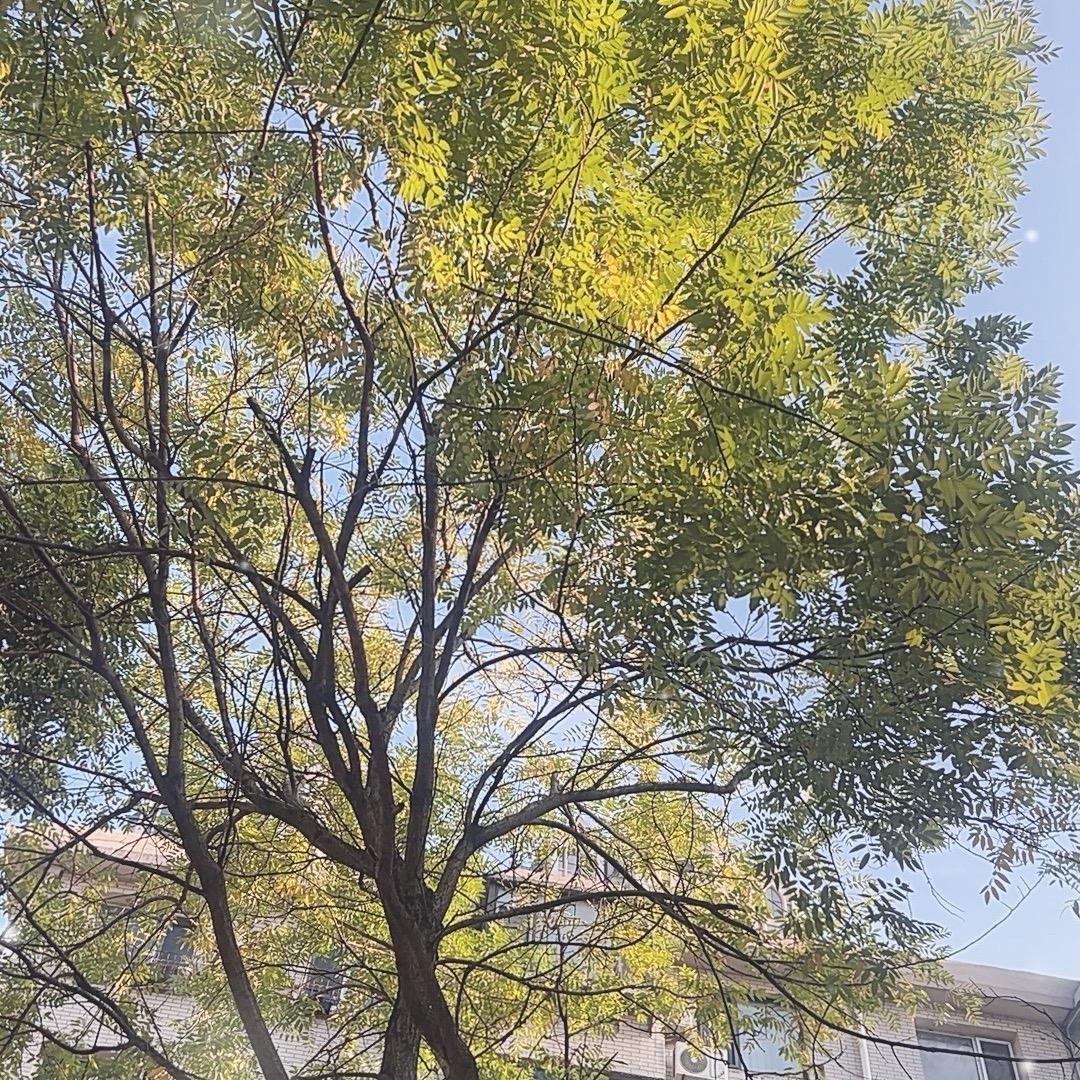 小疯子