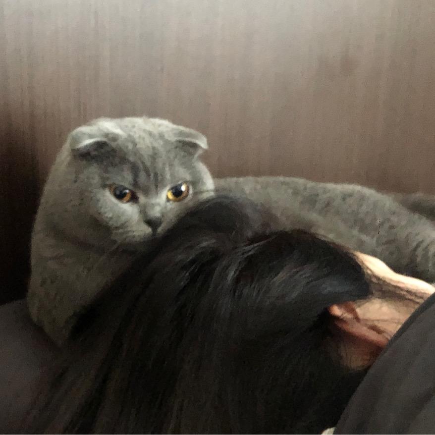 佛卜樂