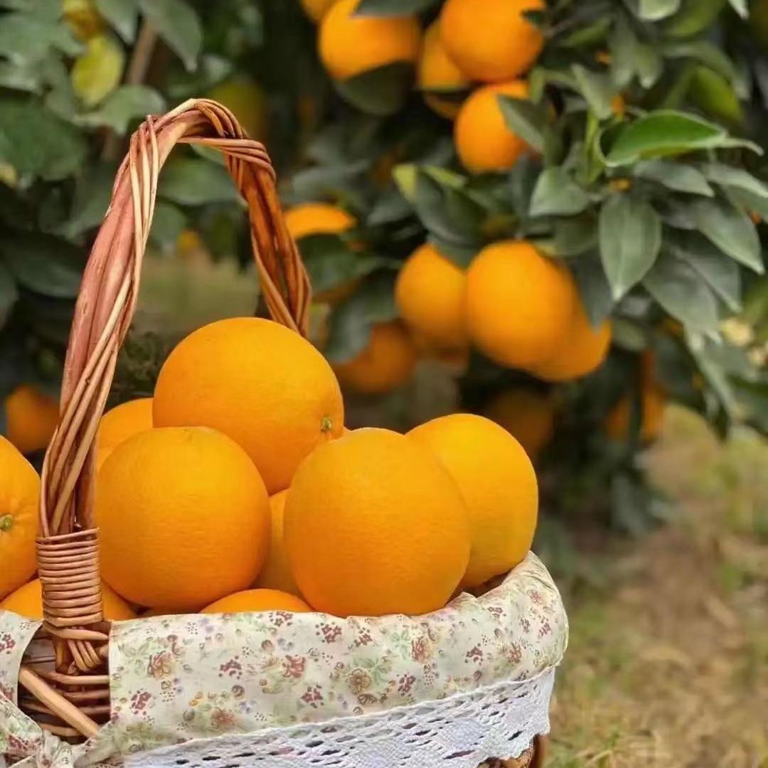 黎家姑娘精品优选