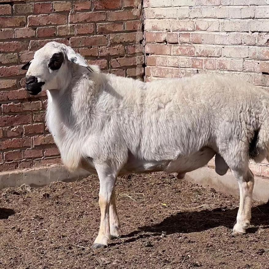 锡林郭勒盟苏尼特牛羊肉批发