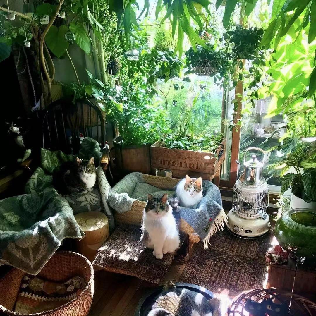 小罗绿植日记