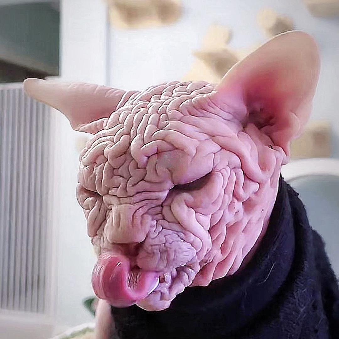 豆腐脑儿是只猫🙀