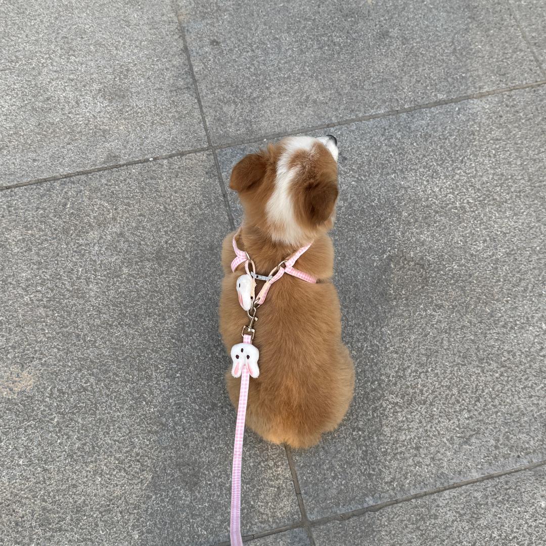 十六是只小柯基