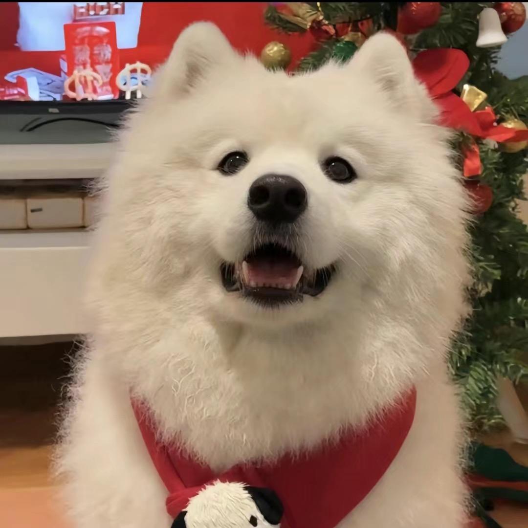 风筝🪁
