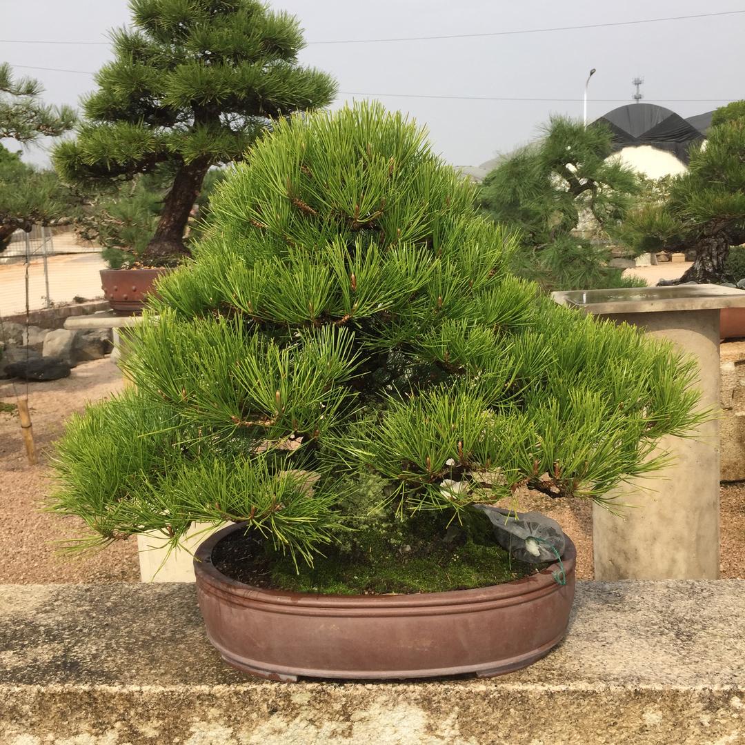 文景园艺工作室