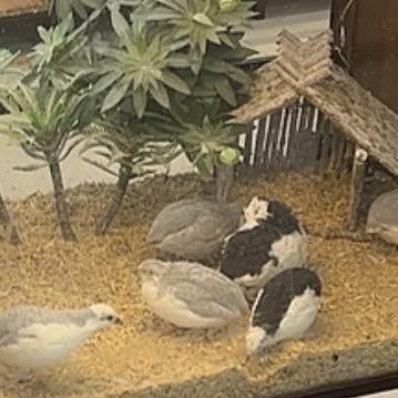 毛兔芦丁鸡