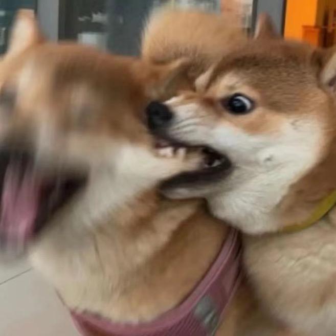 虾堡汪