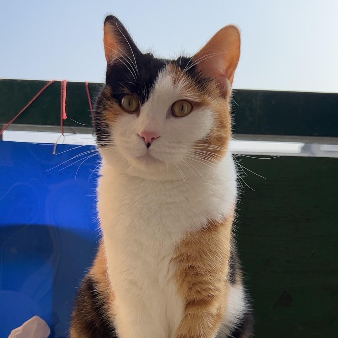 @流浪猫欢欢