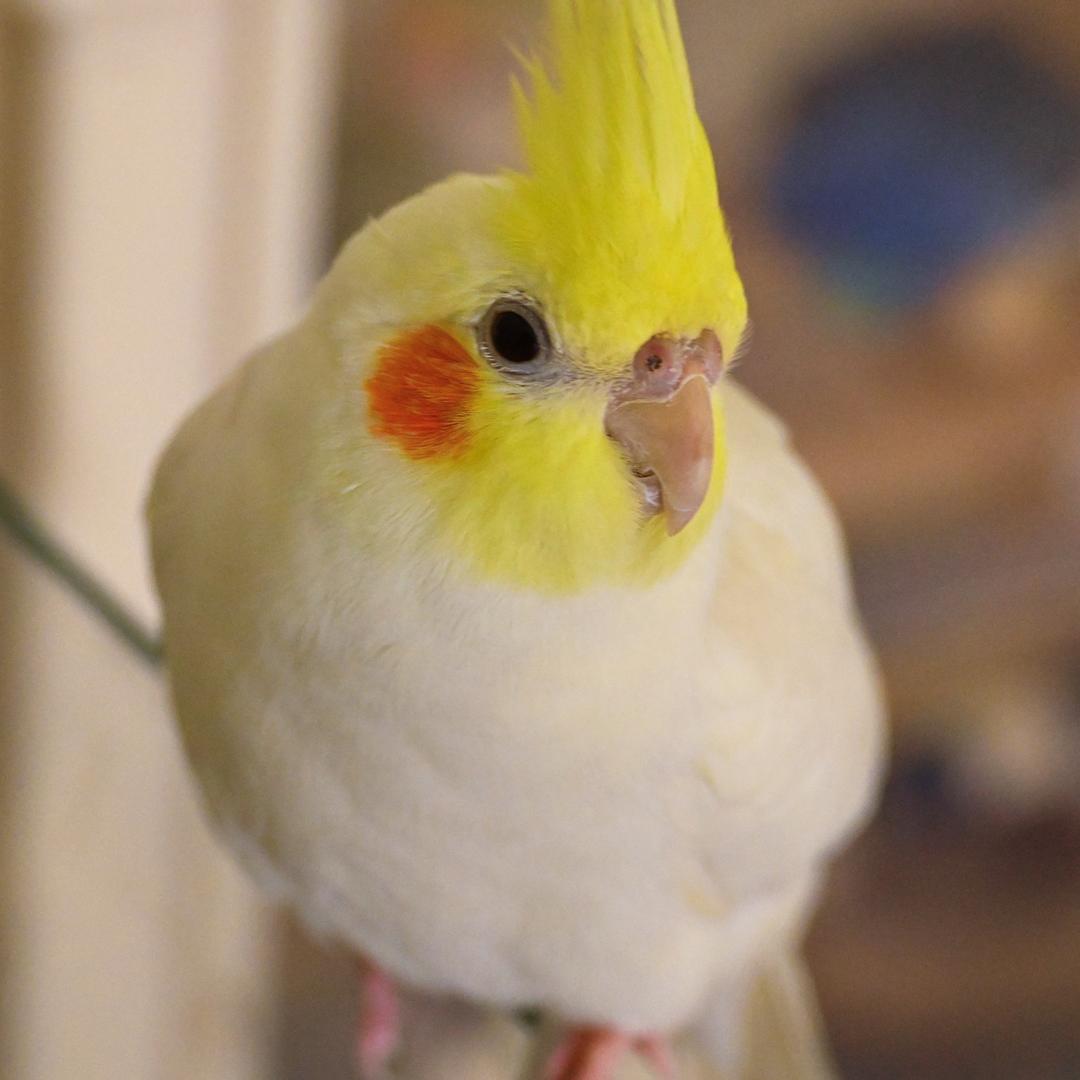 大鹦鹉(三角洲行动抢枪皮)