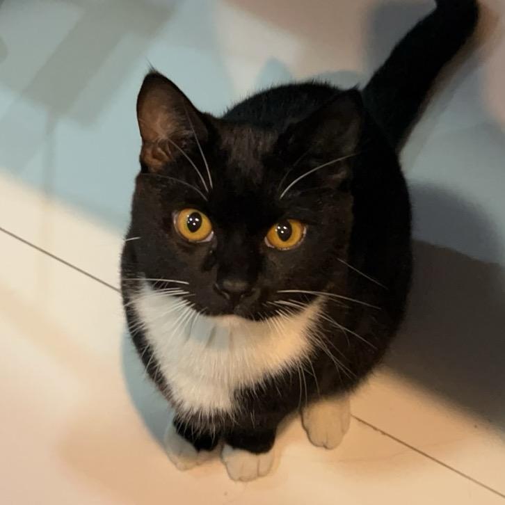 米霍克是只小猫