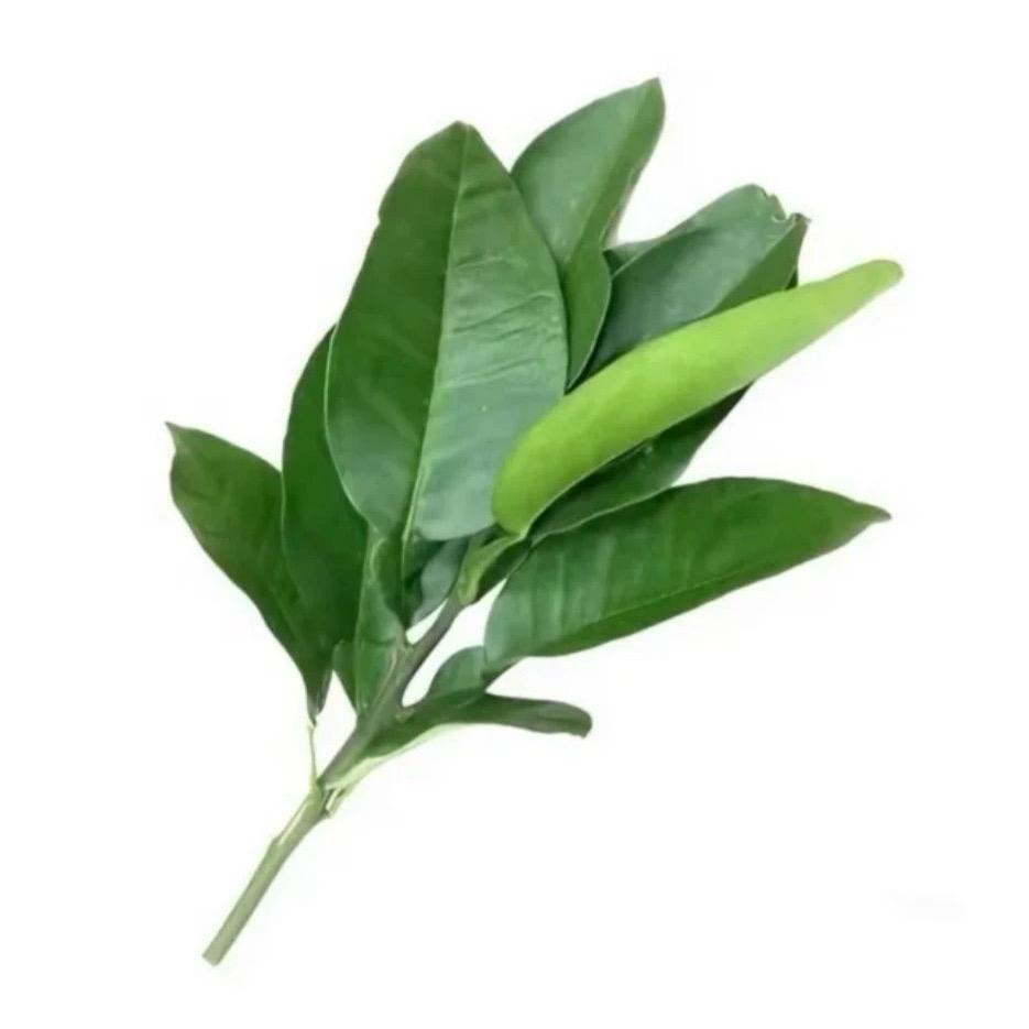 柠🍋不要找柿🍅