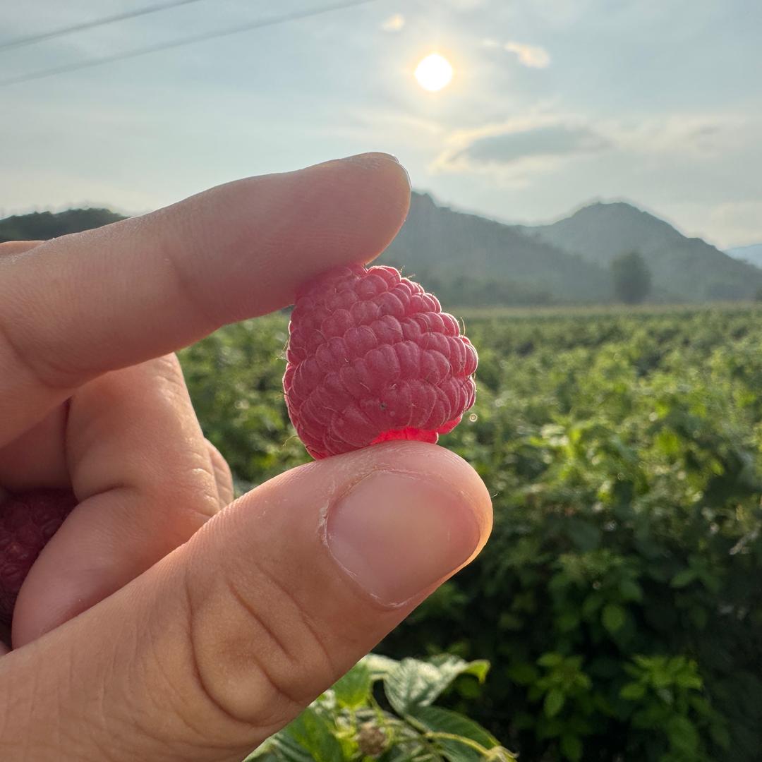 橡树湾