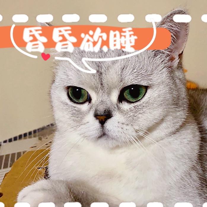 重庆大脸猫