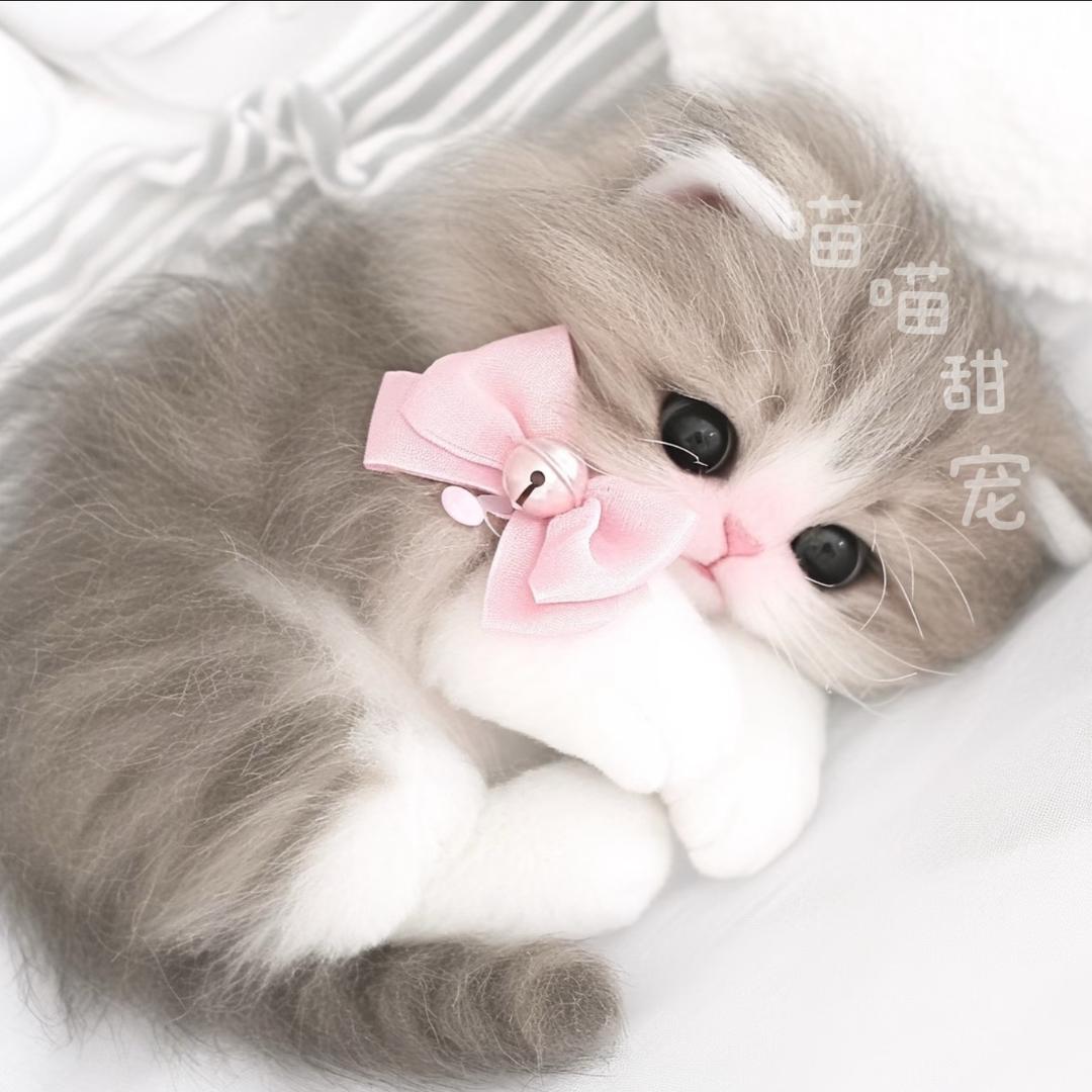 猫猫