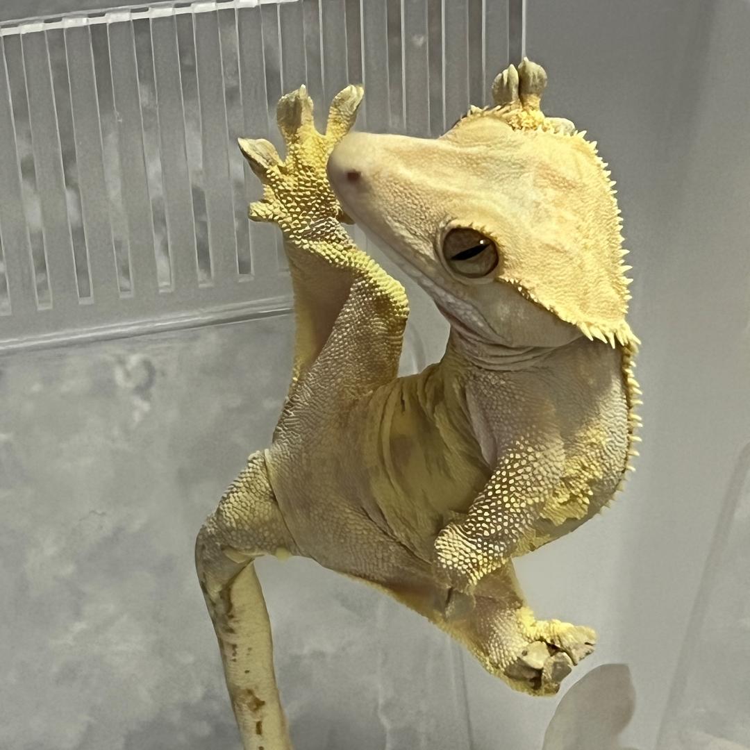 小马爬爬