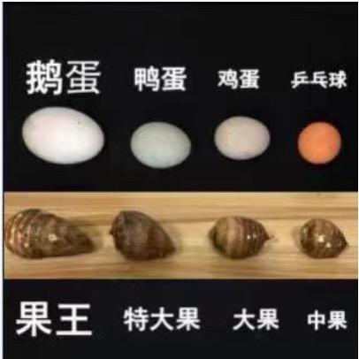 一桶姜山（源头产地）