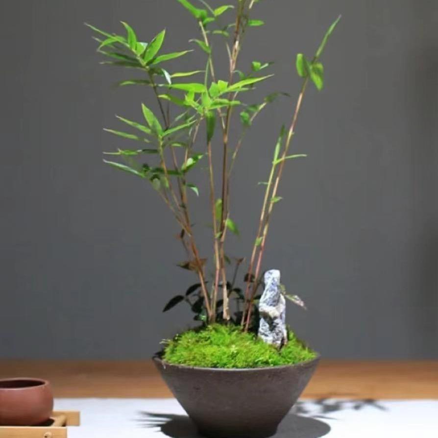 竹亭苑