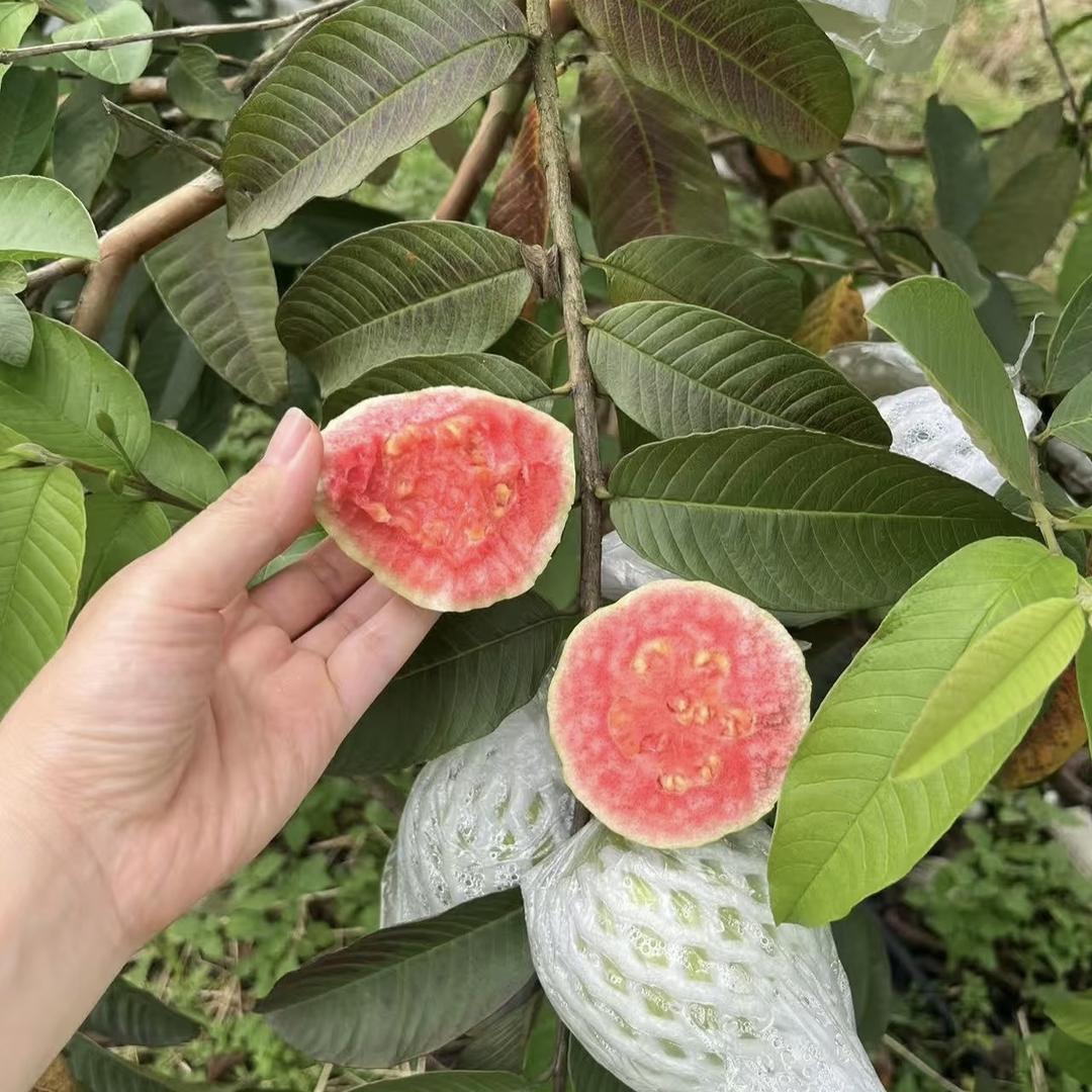 安安芭乐鲜果铺