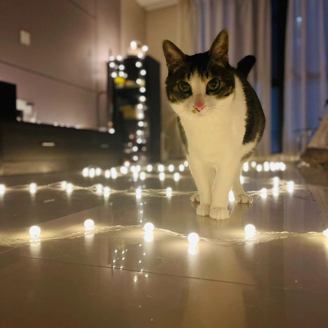 🌈李狗蛋不骑狗