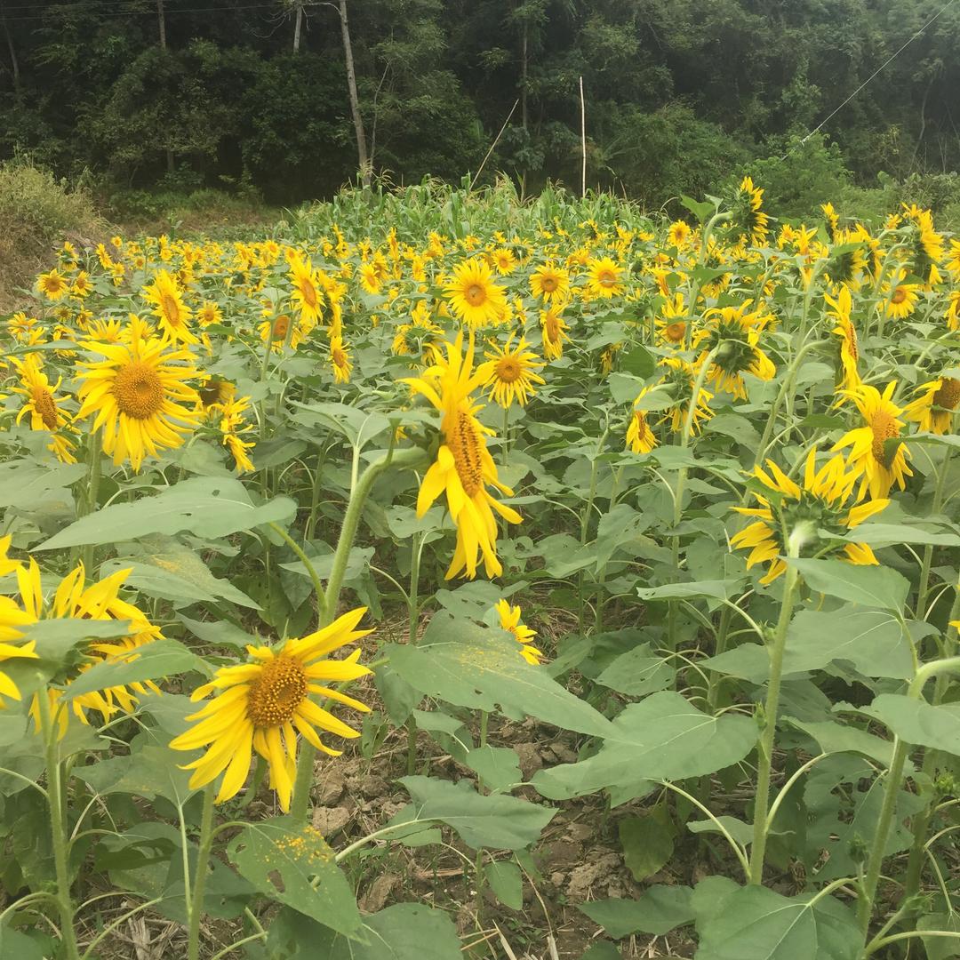 茫茫云海绕峰纵