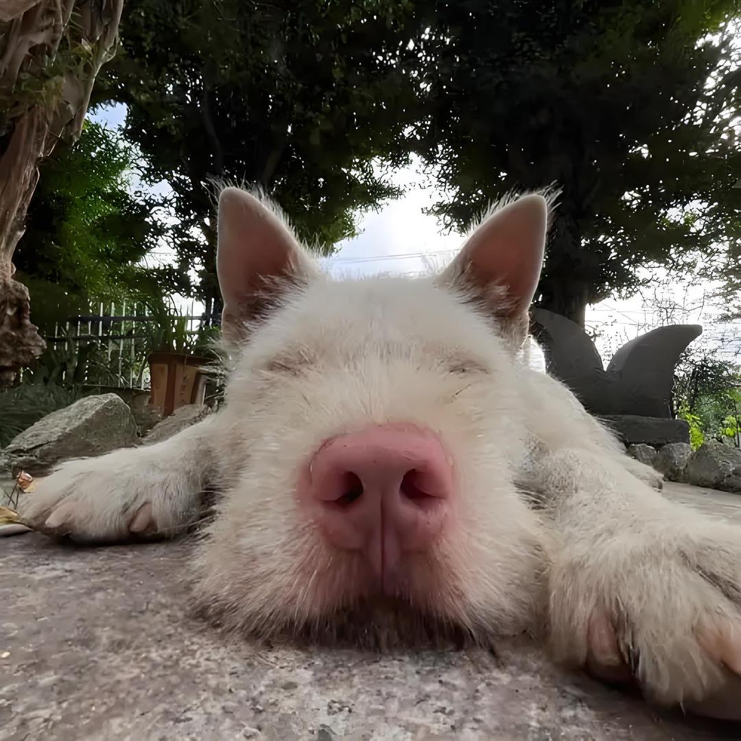 奔跑的贵州獠牙