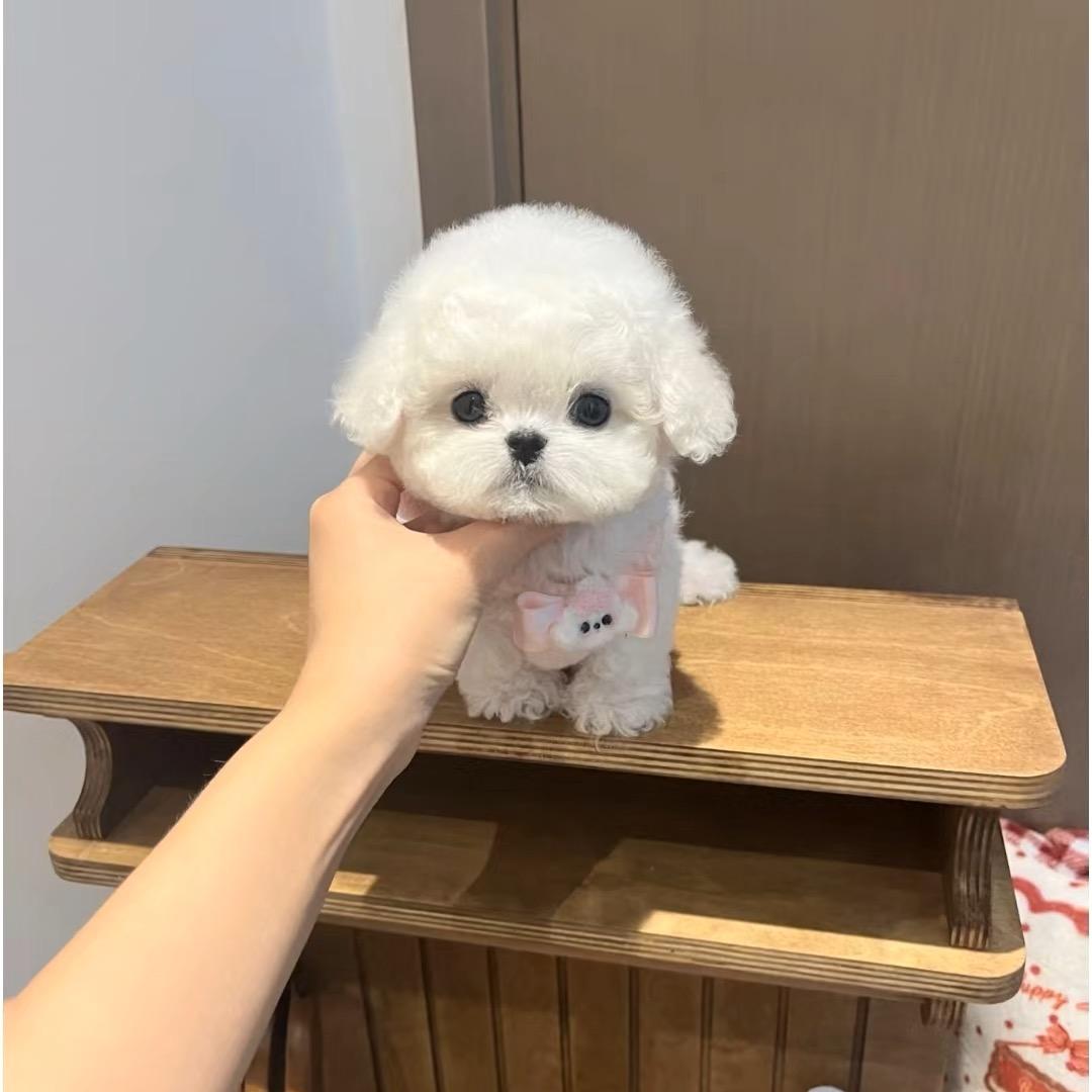 甜甜比熊
