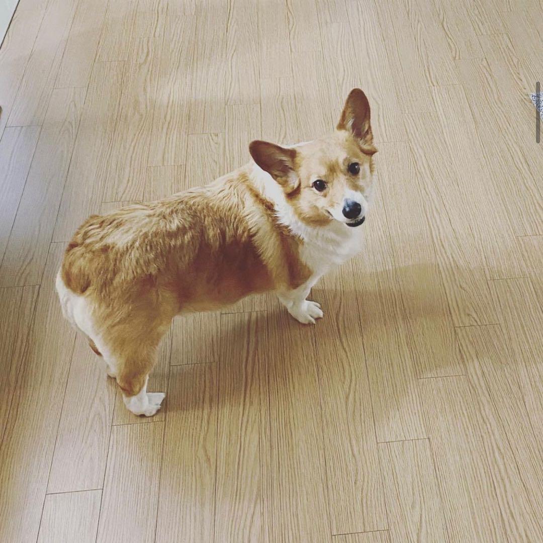 阿酱不是草莓酱