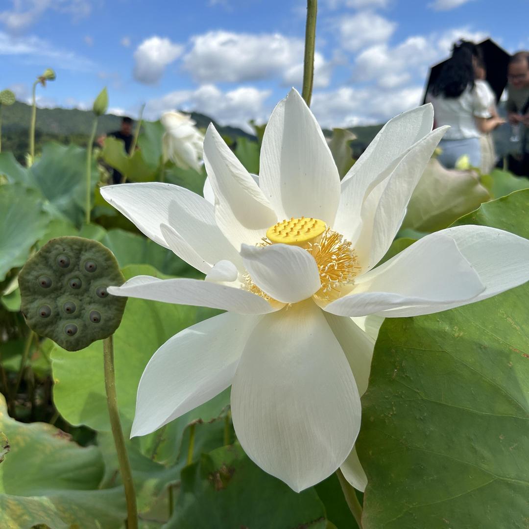 猫不吃薯条