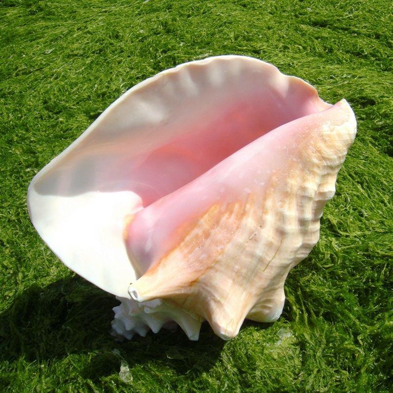 豆豆带赶海