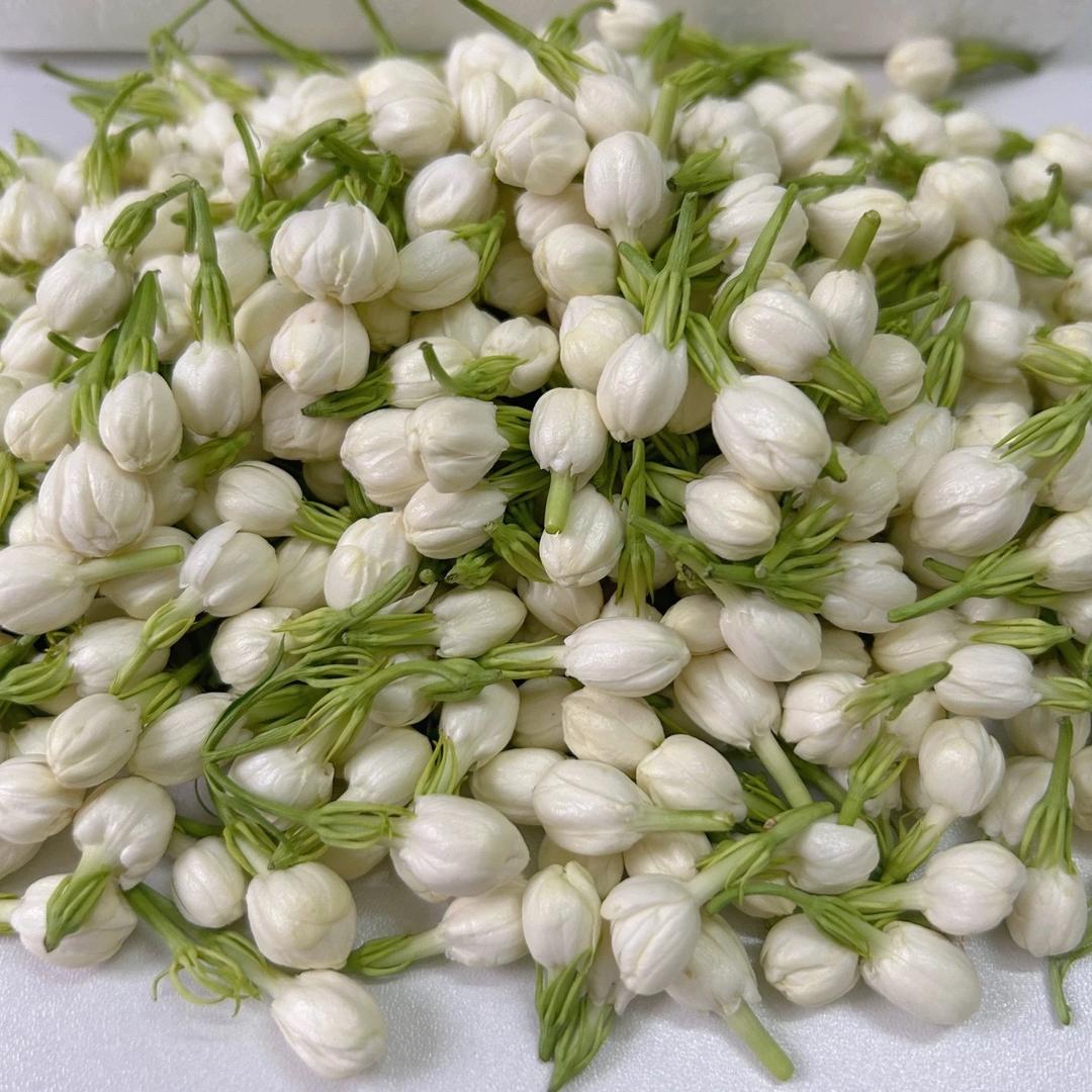 横州市茉莉花新鲜发货