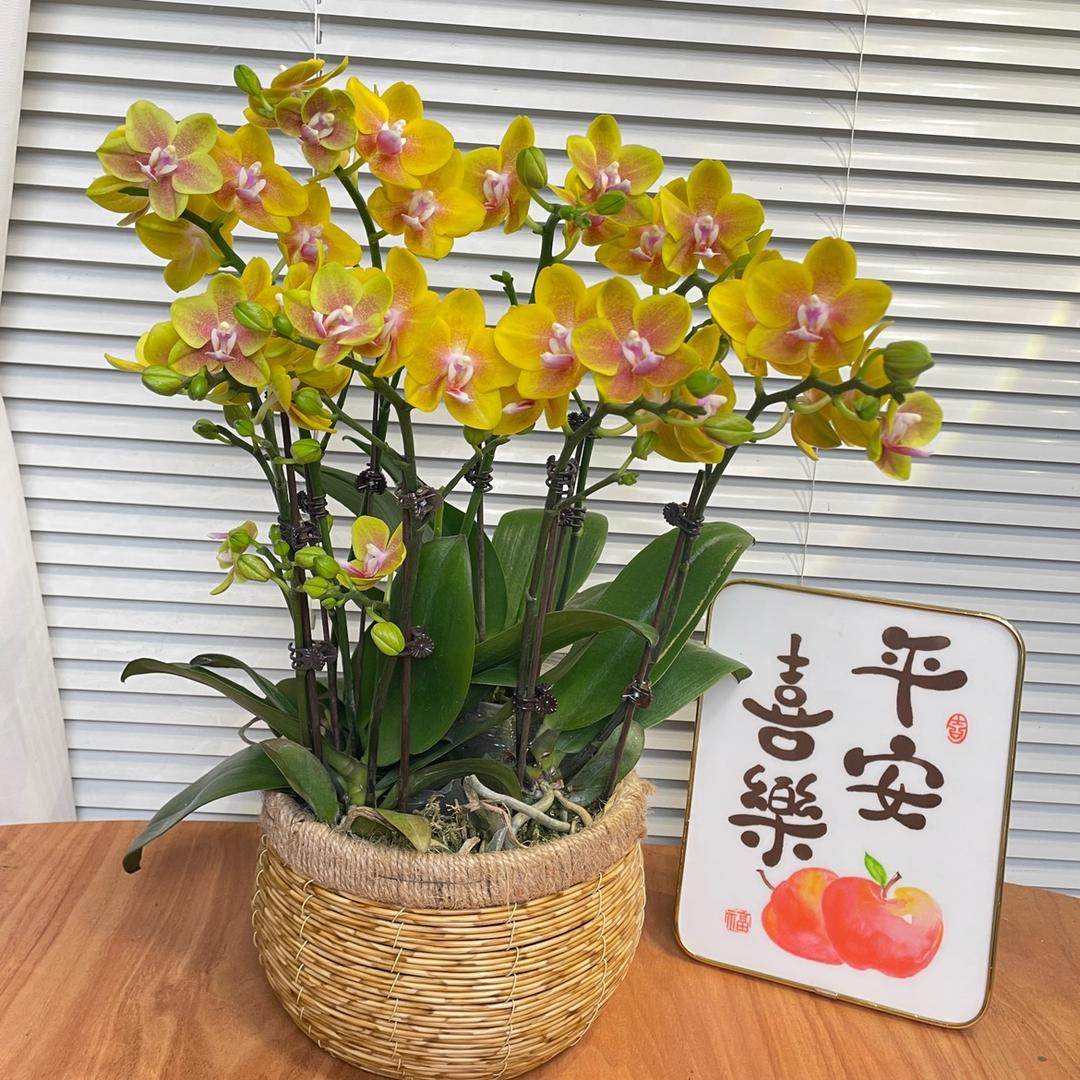 沫若风花卉园艺