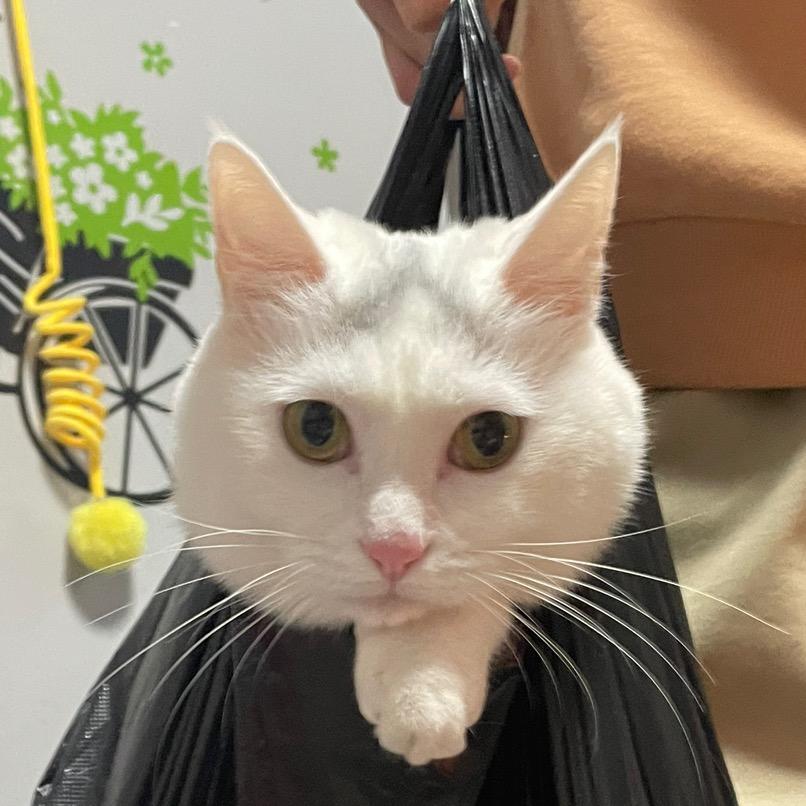 丫丫是个女明星