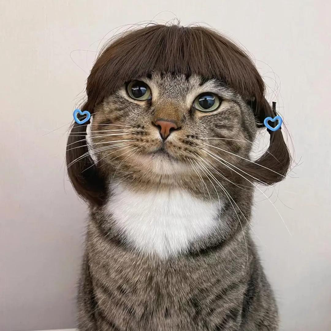 小猫·