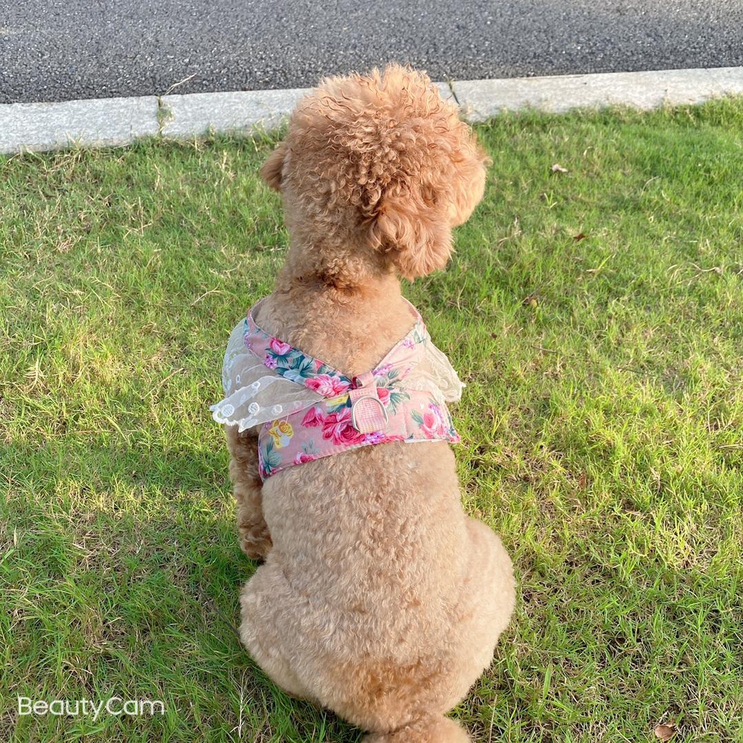 一只欢乐豆🫘🫘