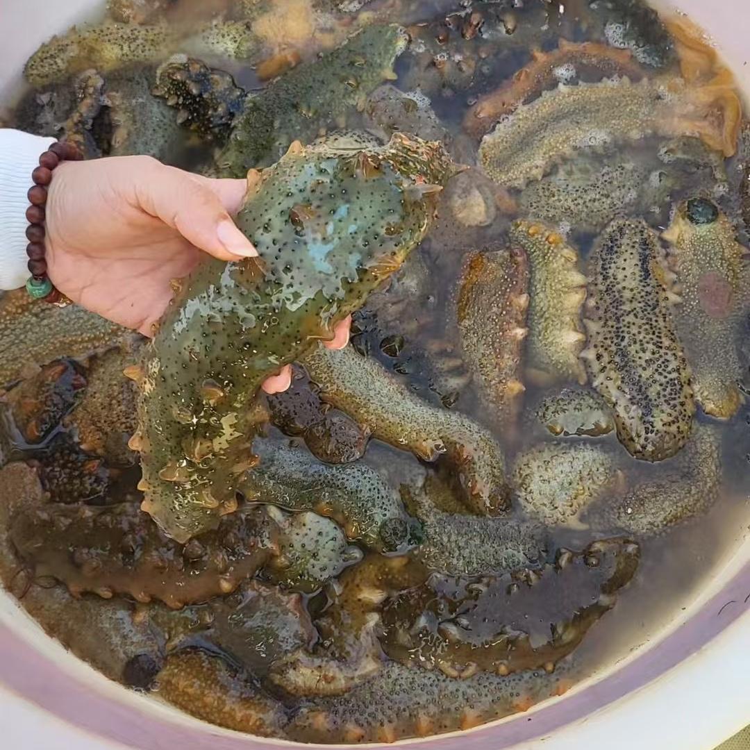 鑫海参