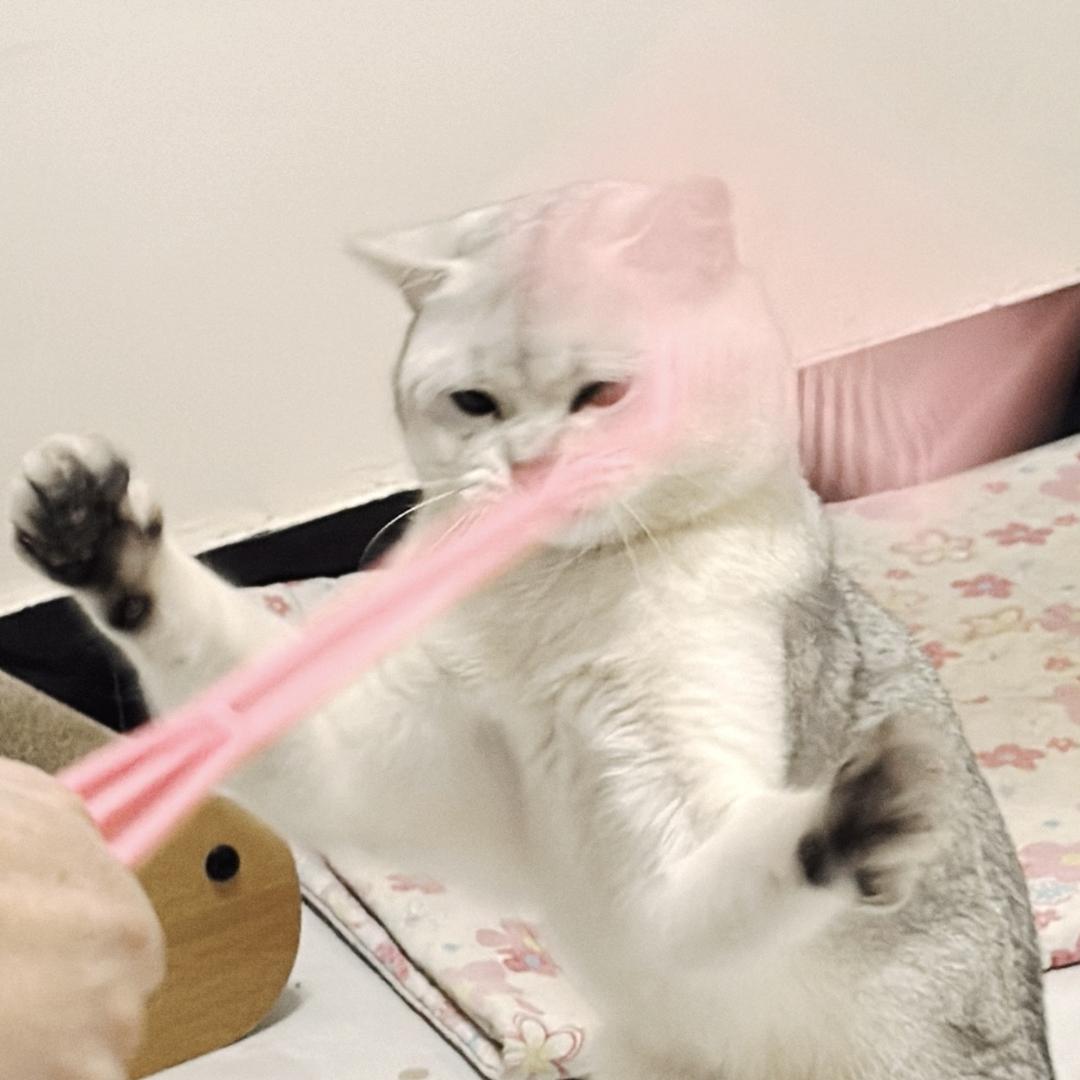 企鹅🐧