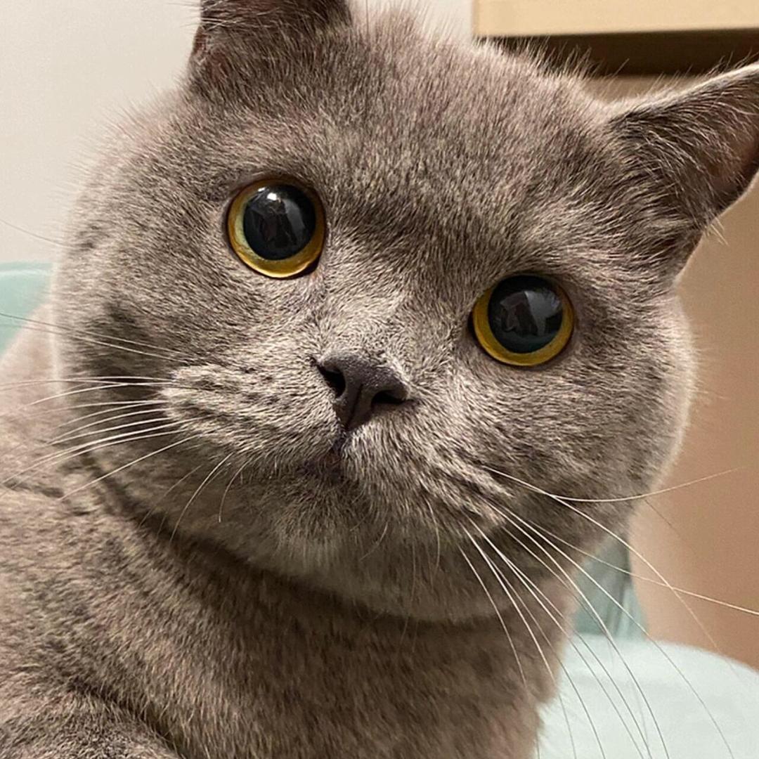 小猫叫灰蛋儿