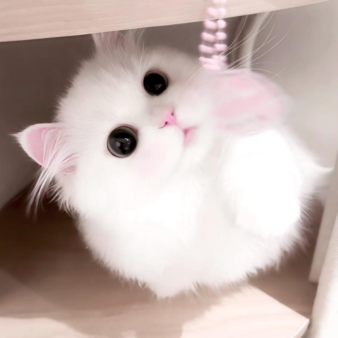 小yurisa